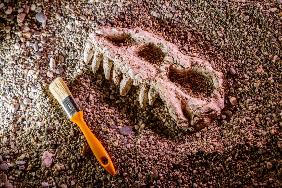 Unearthing the Past: A Fossil Discovery Quiz