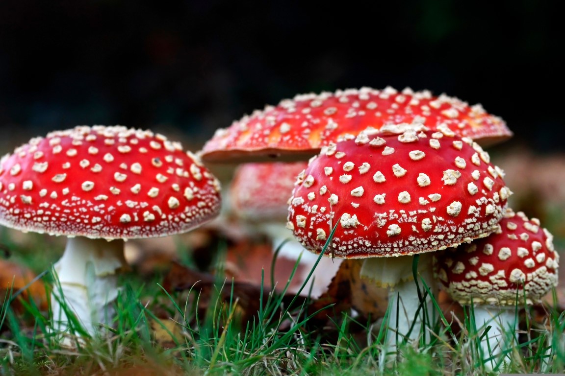 Fungi Facts: A Quiz on the Fascinating World of Mold, Mushrooms, and Mycelium