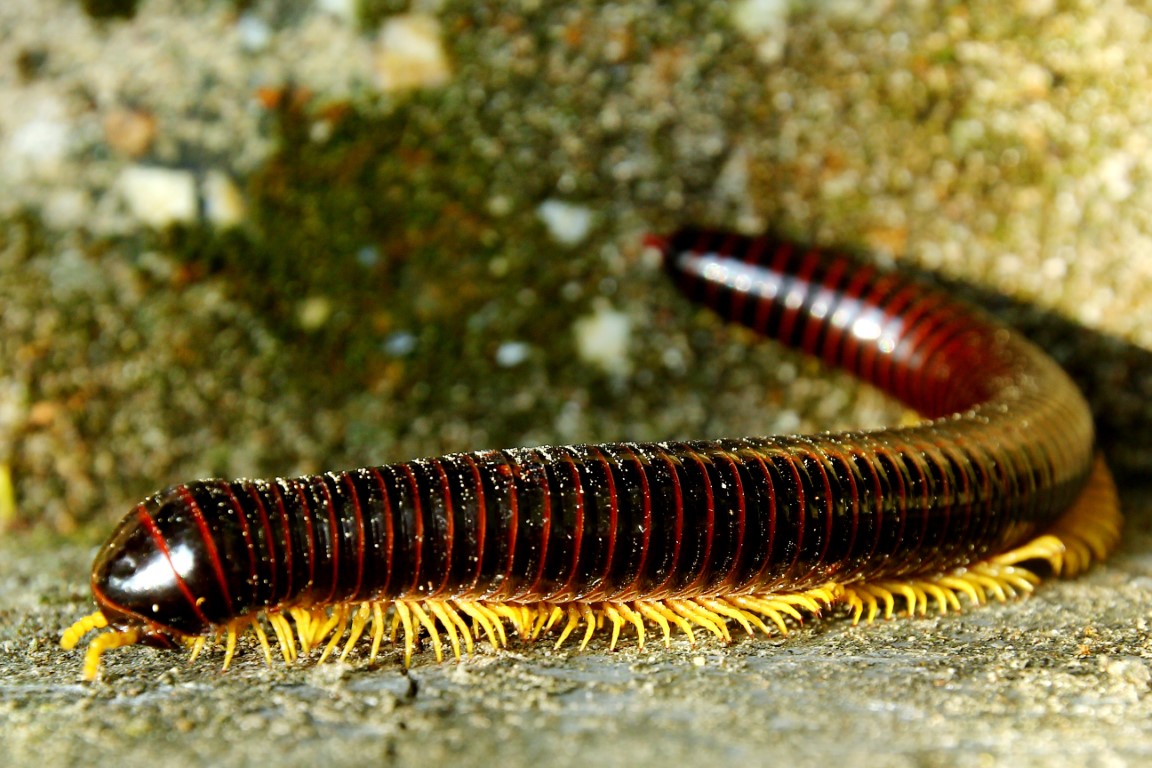 Invertebrate Wonders: A Quiz on the Spineless Marvels of the Animal Kingdom