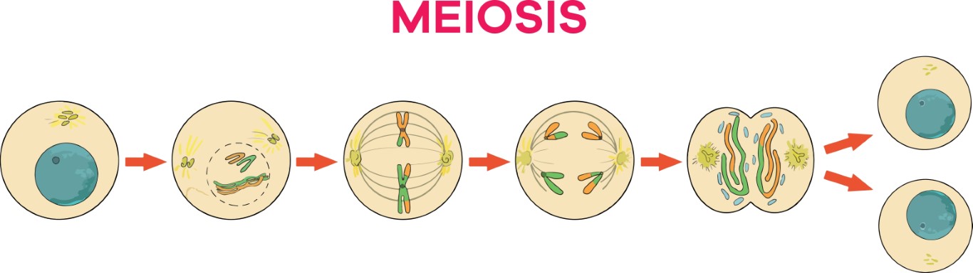 Mastering Meiosis: A Quiz on the Intricacies of Cell Division