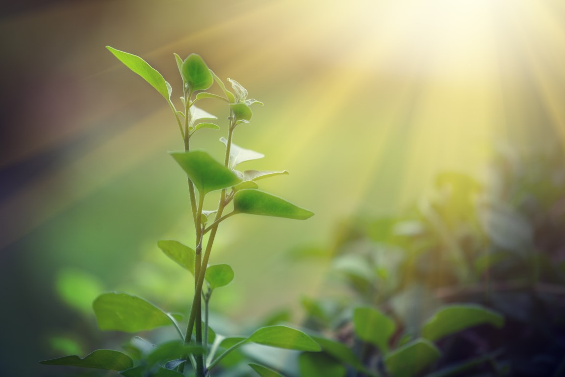 Photosynthesis: The Power of Plants Quiz