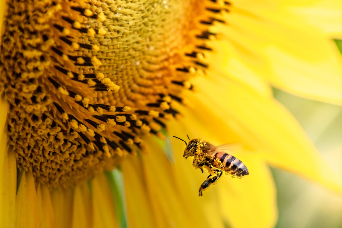 Pollination Power: A Quiz on the Wonders of Plant Reproduction