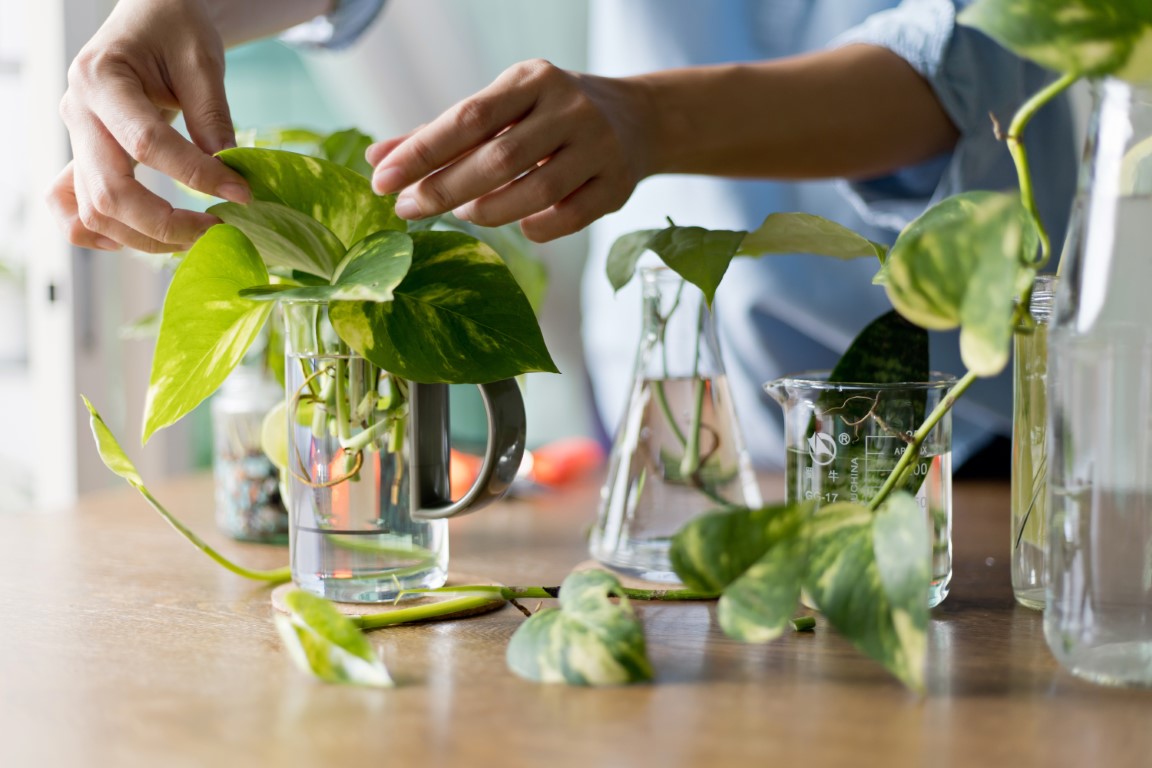 Propagation Puzzlers: A Quiz on the Wonders of Plant and Wave Propagation