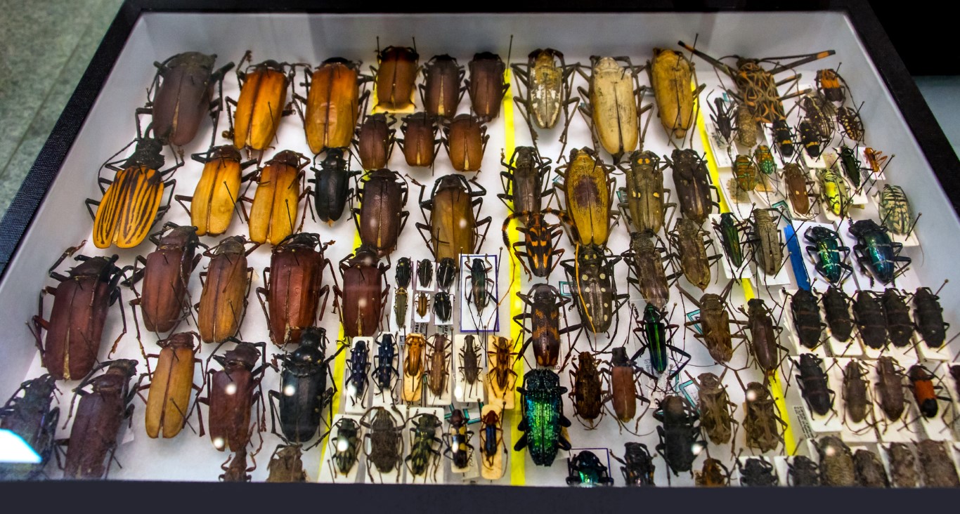 Mastering Taxonomy: A Quiz on the Science of Classification