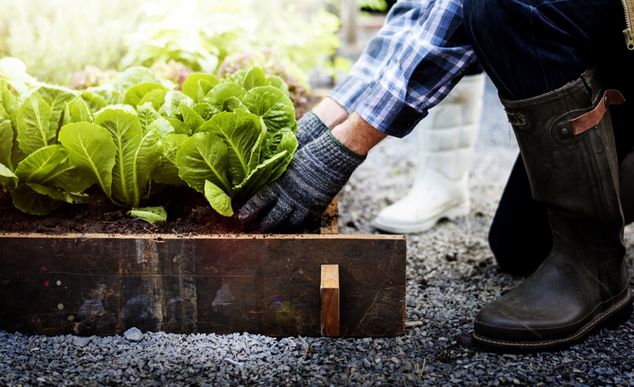 The Master Gardener's Vegetable Quiz